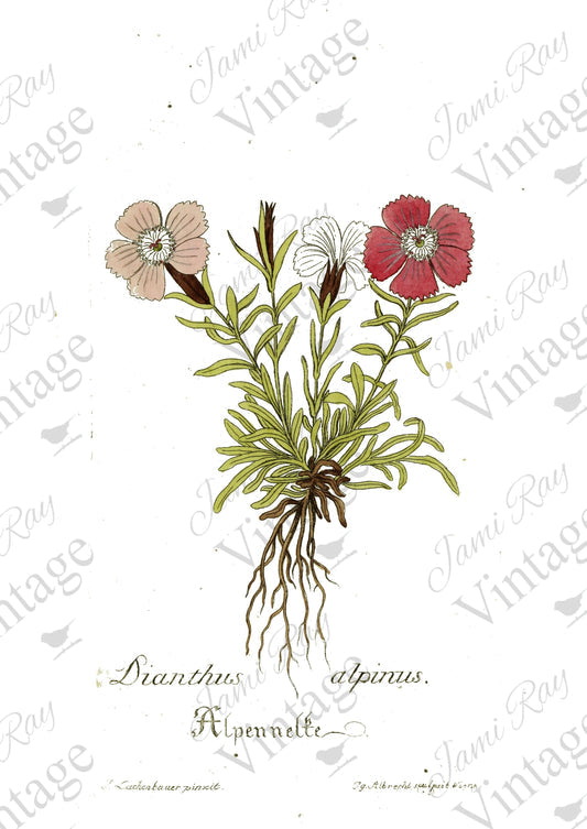 Dianthus Flower Decoupage Rice Paper