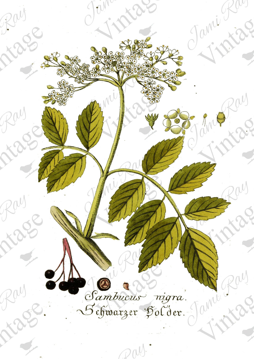 Sambucus Flower Ruce Paper