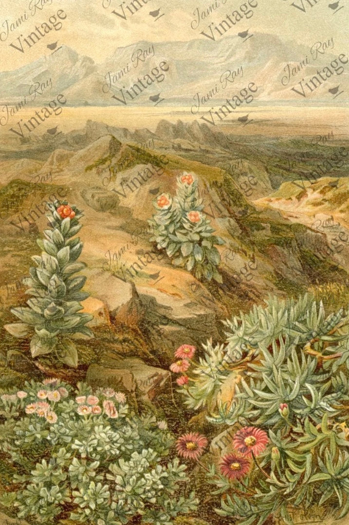 Vintage Desert Succulent Decoupage Paper