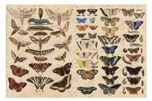 Load image into Gallery viewer, Scientific Butterfly Decoupage Paper
