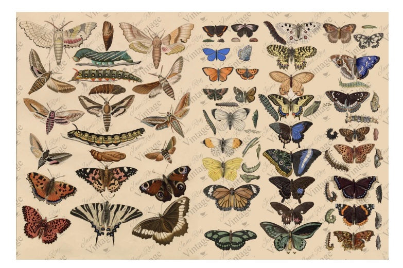 Scientific Butterfly Decoupage Paper