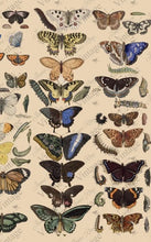 Load image into Gallery viewer, Scientific Butterfly Decoupage Paper
