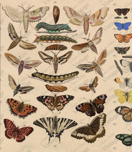 Load image into Gallery viewer, Scientific Butterfly Decoupage Paper
